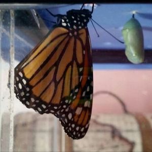 Meet your Posher, Katelyn